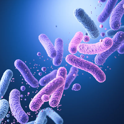 Probiotyki (Bacillus velezensis)